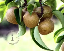 Pyrus pyrifolia 'Niitaka' - laagstam