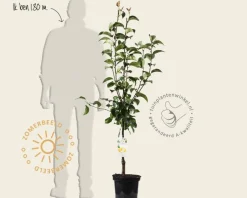 Pyrus pyrifolia 'Niitaka' - laagstam