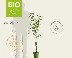 Pyrus pyrifolia 'Nijisseiki' - BIO laagstam