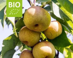 Pyrus pyrifolia 'Nijisseiki' - BIO laagstam