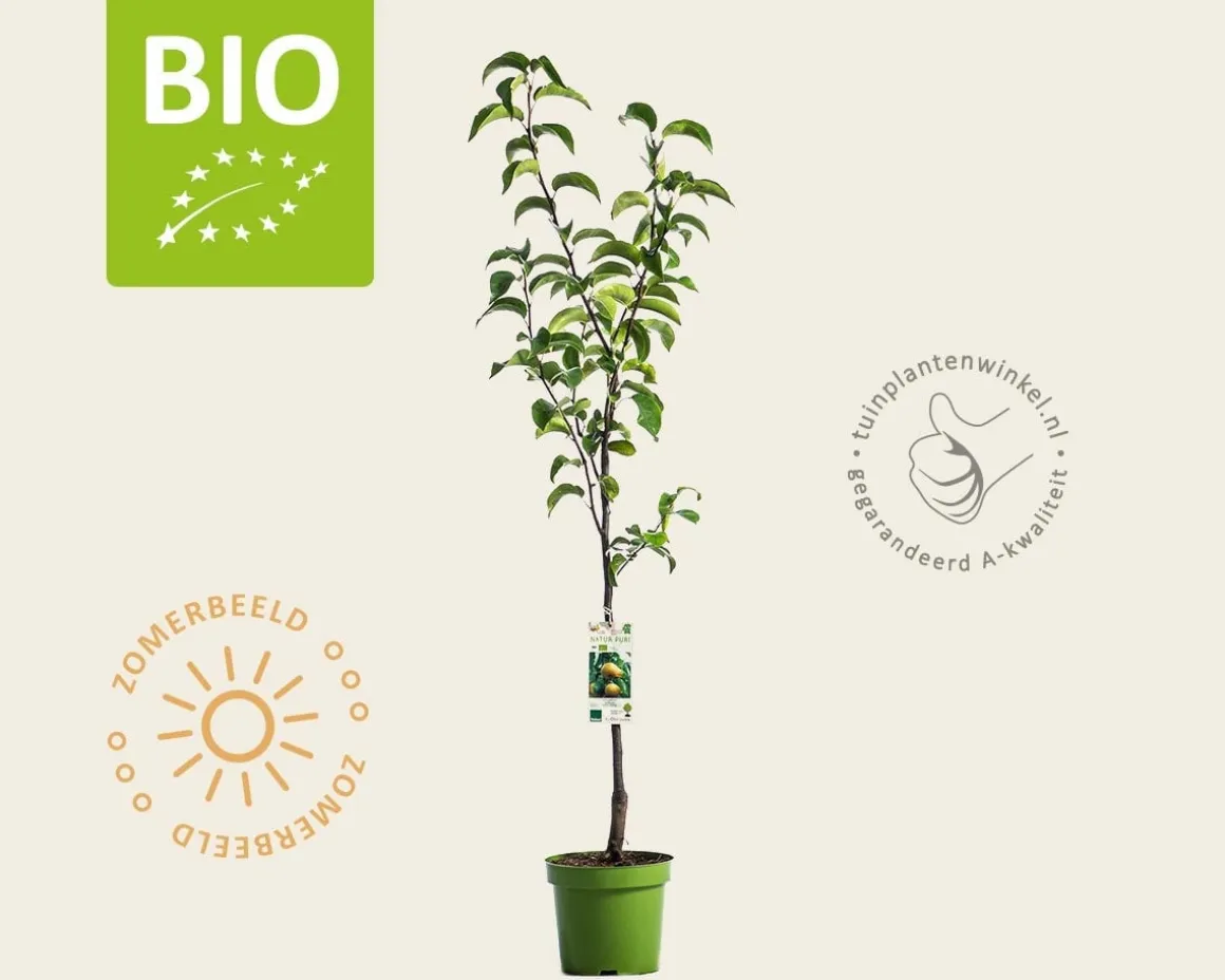 Pyrus pyrifolia 'Nijisseiki' - BIO laagstam