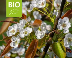 Pyrus pyrifolia 'Nijisseiki' - BIO laagstam