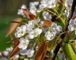Pyrus pyrifolia 'Nijisseiki' - halfstam