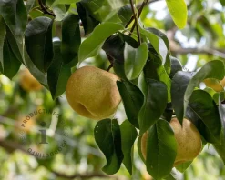 Pyrus pyrifolia 'Nijisseiki' - halfstam