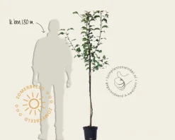 Pyrus pyrifolia 'Shinko' - halfstam