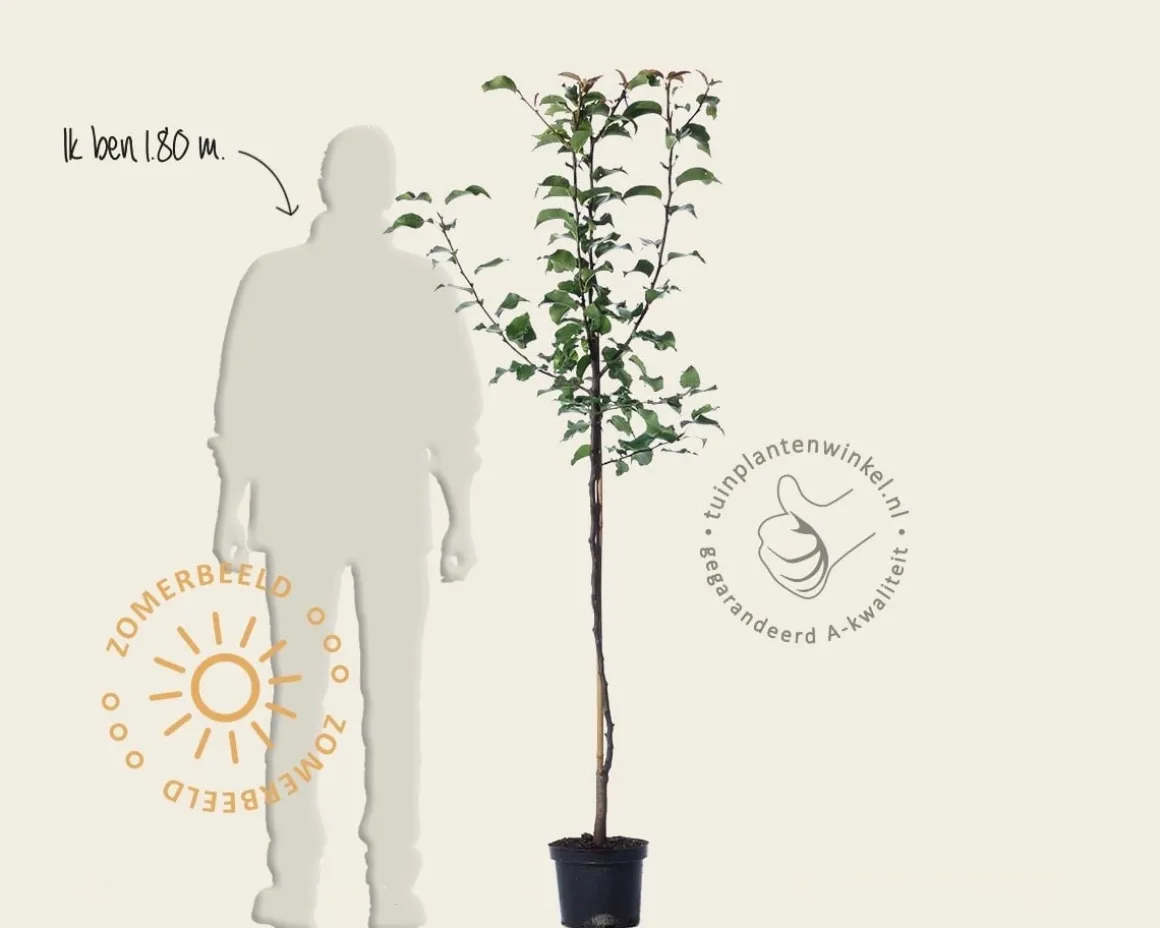 Pyrus pyrifolia 'Shinko' - halfstam