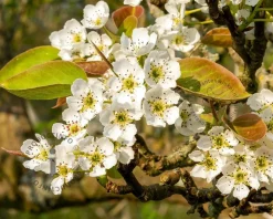 Pyrus pyrifolia 'Shinko' - halfstam