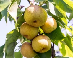 Pyrus pyrifolia 'Shinko' - laagstam