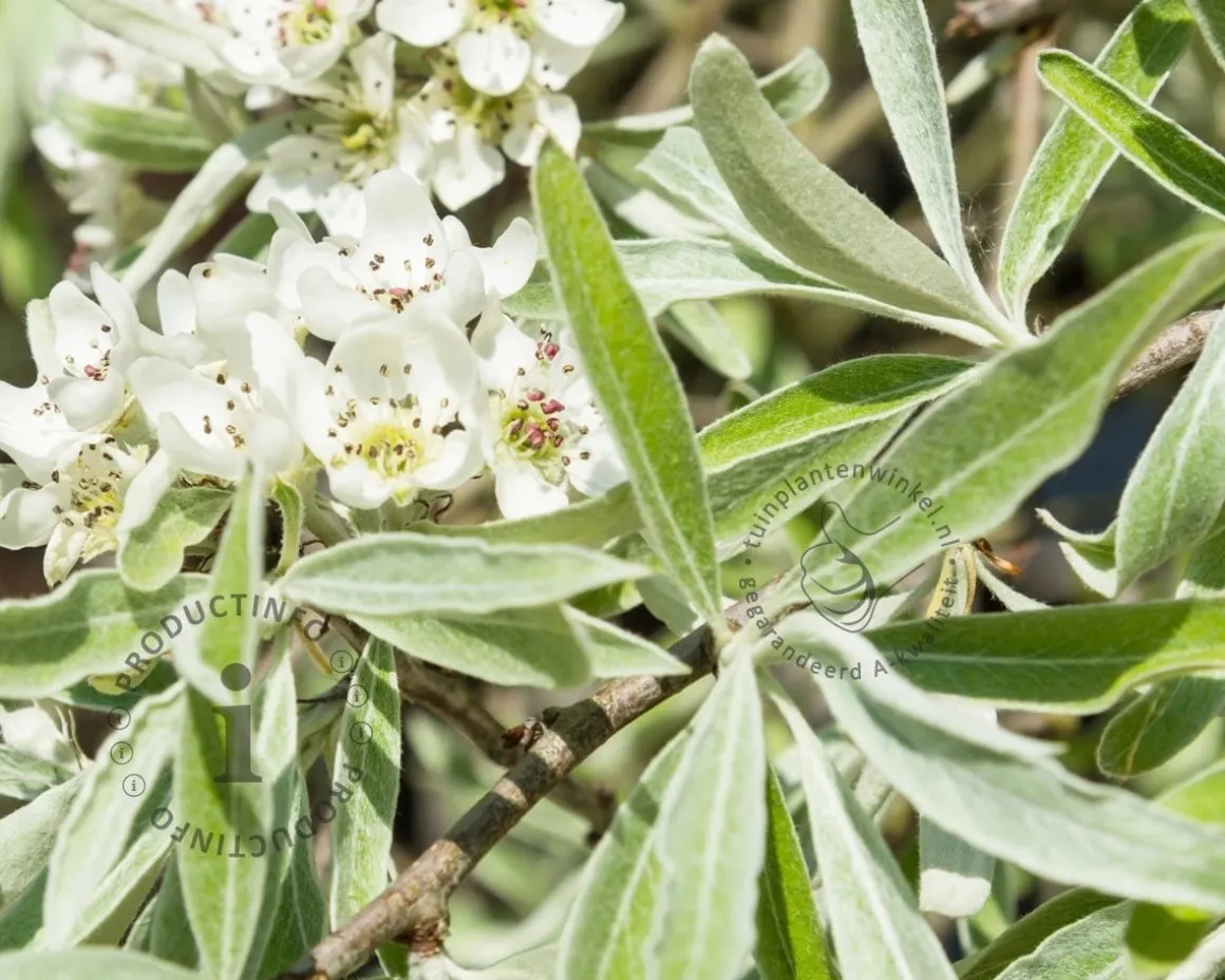 Pyrus salicifolia 'Pendula' - beveerd
