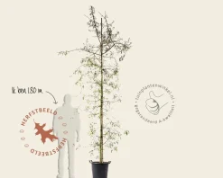 Pyrus salicifolia 'Pendula' - beveerd