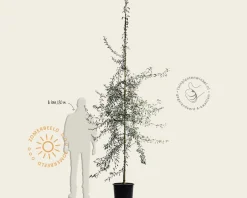 Pyrus salicifolia 'Pendula' - beveerd