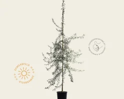 Pyrus salicifolia 'Pendula' - beveerd