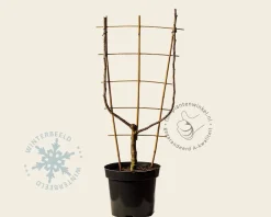 Pyrus 'Williams' - U-vorm