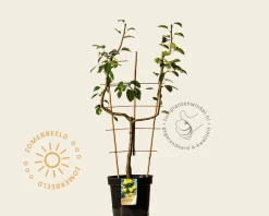 Pyrus 'Williams' - U-vorm