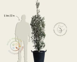 Quercus ilex 'Fastigiata'