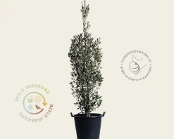 Quercus ilex 'Fastigiata'