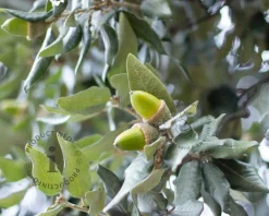 Quercus ilex - hoogstam