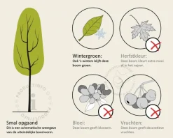 Quercus ilex - hoogstam