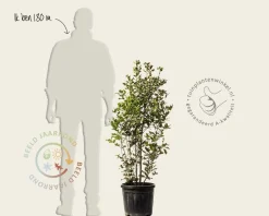 Quercus ilex - meerstammig