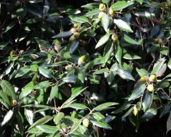 Quercus ilex - meerstammig
