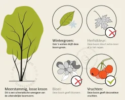 Quercus ilex - meerstammig