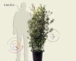 Quercus ilex - meerstammig