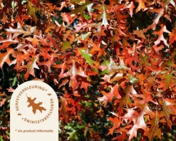 Quercus palustris