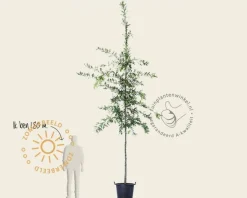 Quercus palustris