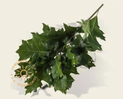 Quercus palustris 'Green Dwarf' - 180 cm stam