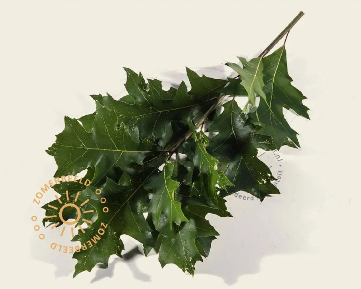 Quercus palustris 'Green Dwarf' - 180 cm stam