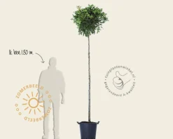 Quercus palustris 'Green Dwarf' - 225 cm stam