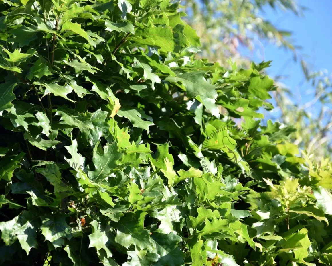 Quercus palustris 'Green Dwarf' - 200 cm stam