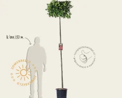 Quercus palustris 'Green Dwarf' - 200 cm stam