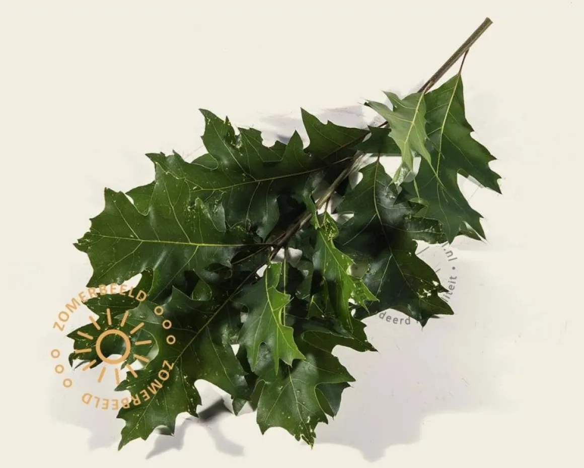 Quercus palustris 'Green Dwarf' - 200 cm stam
