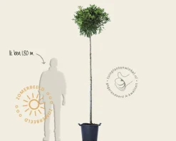 Quercus palustris 'Green Dwarf' - 200 cm stam