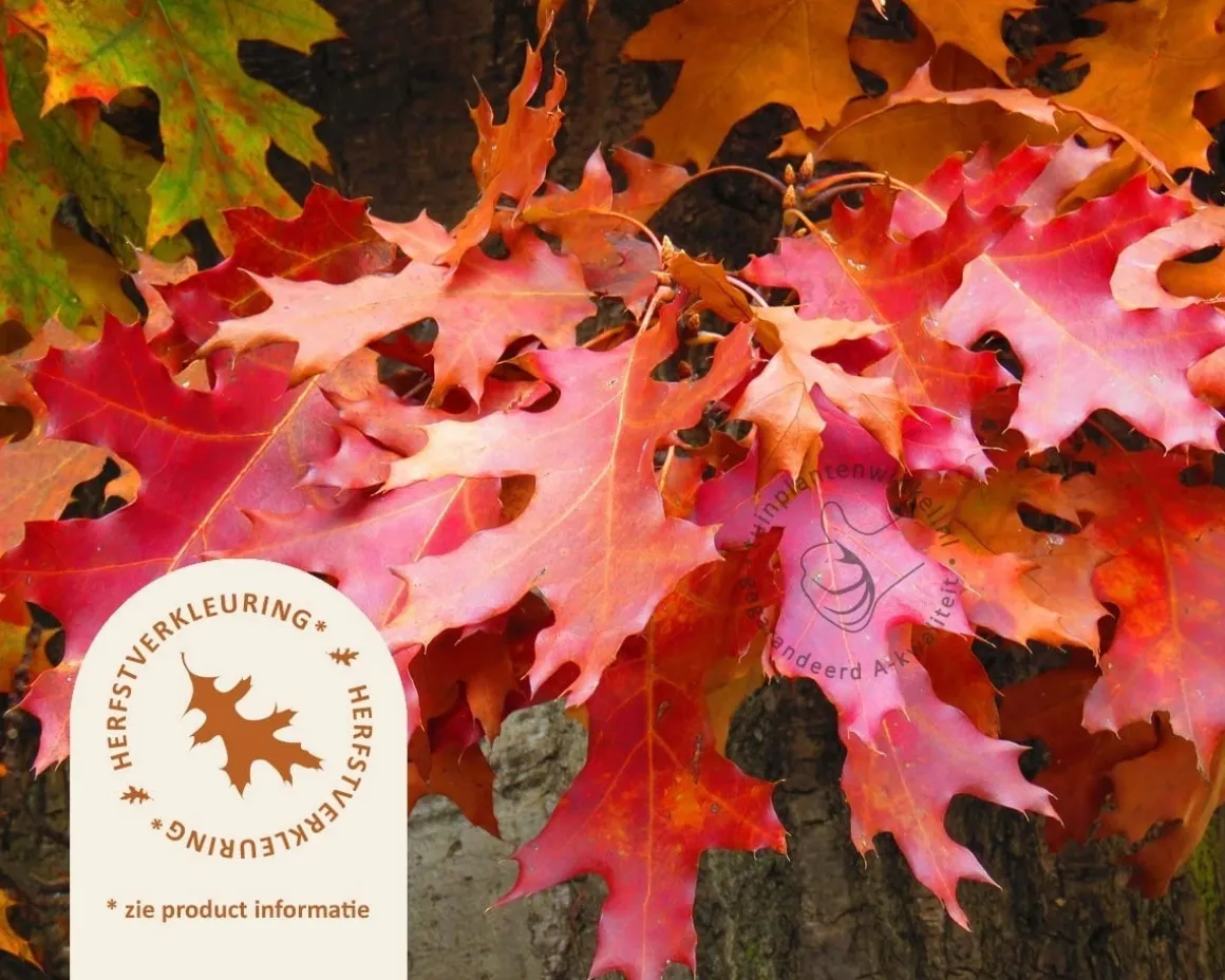 Quercus palustris 'Green Dwarf' - 200 cm stam