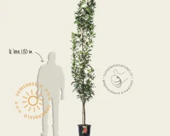 Quercus palustris 'Green Pillar'