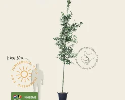 Quercus robur
