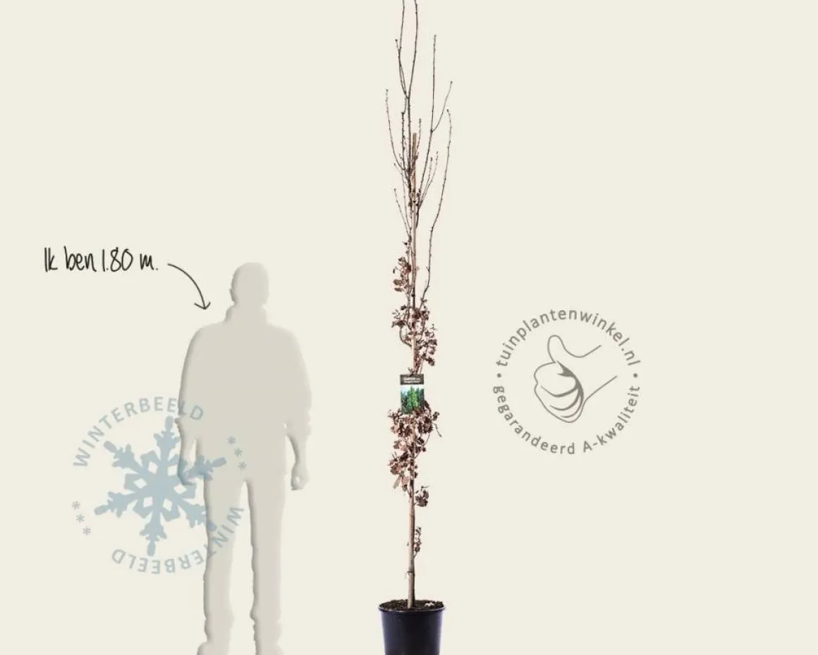 Quercus robur 'Fastigiata Koster'