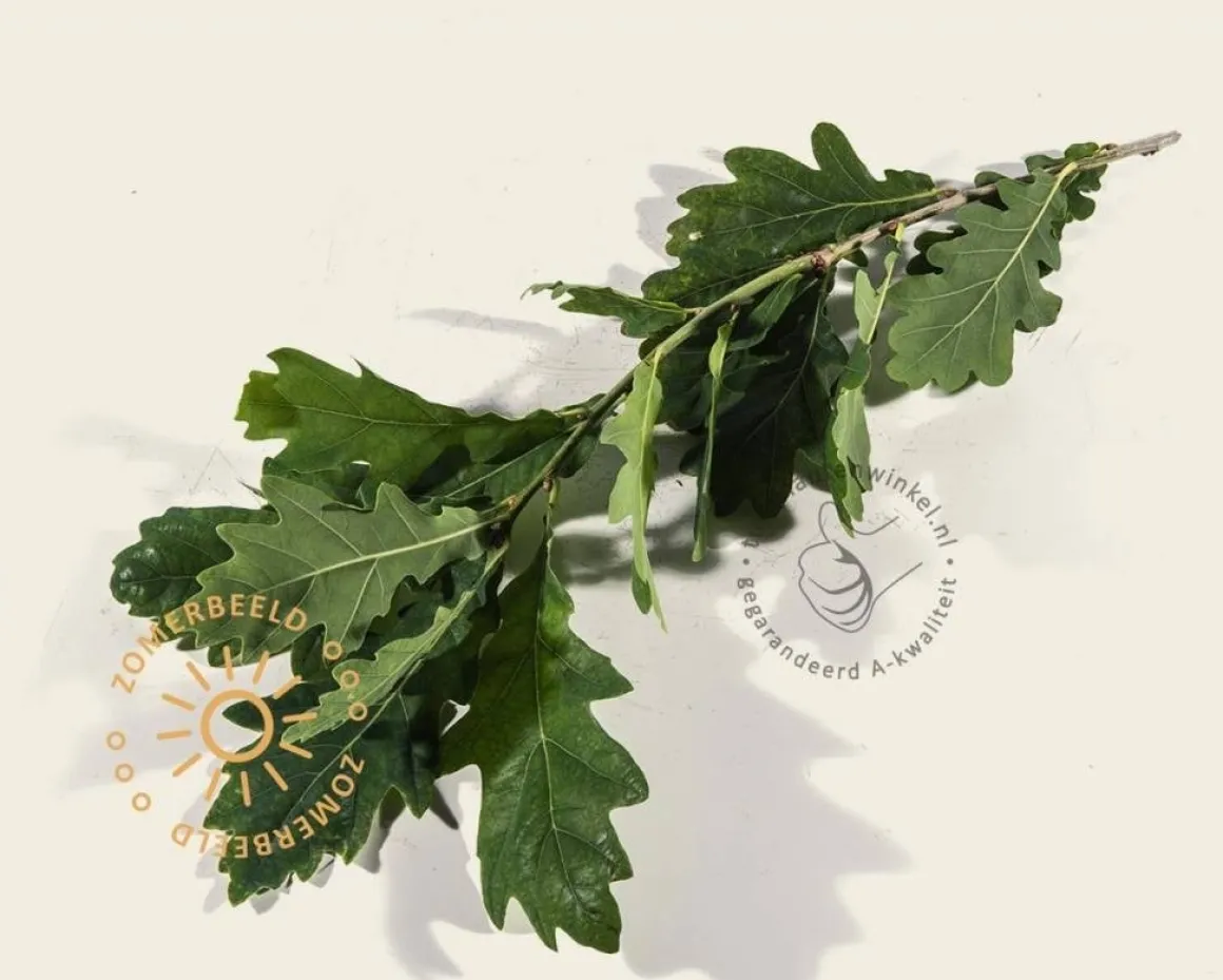 Quercus robur 'Fastigiata Koster'