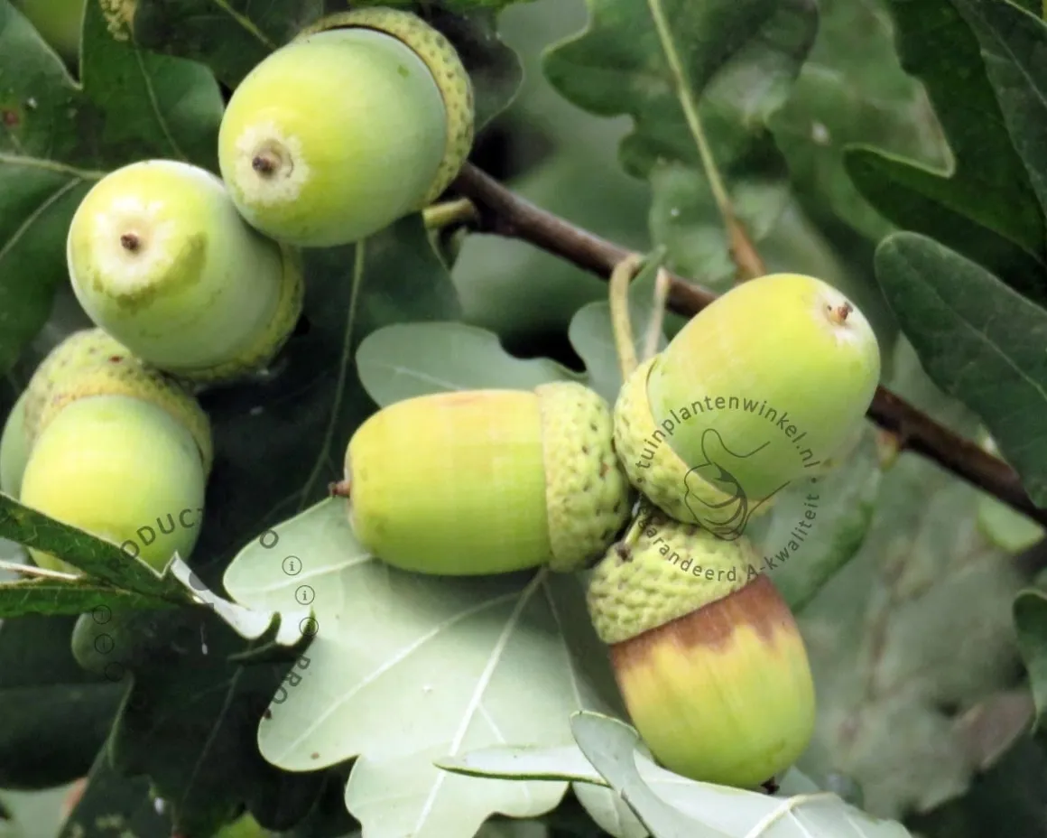 Quercus robur 'Fastigiata Koster'