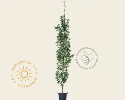 Quercus robur 'Fastigiata Koster'