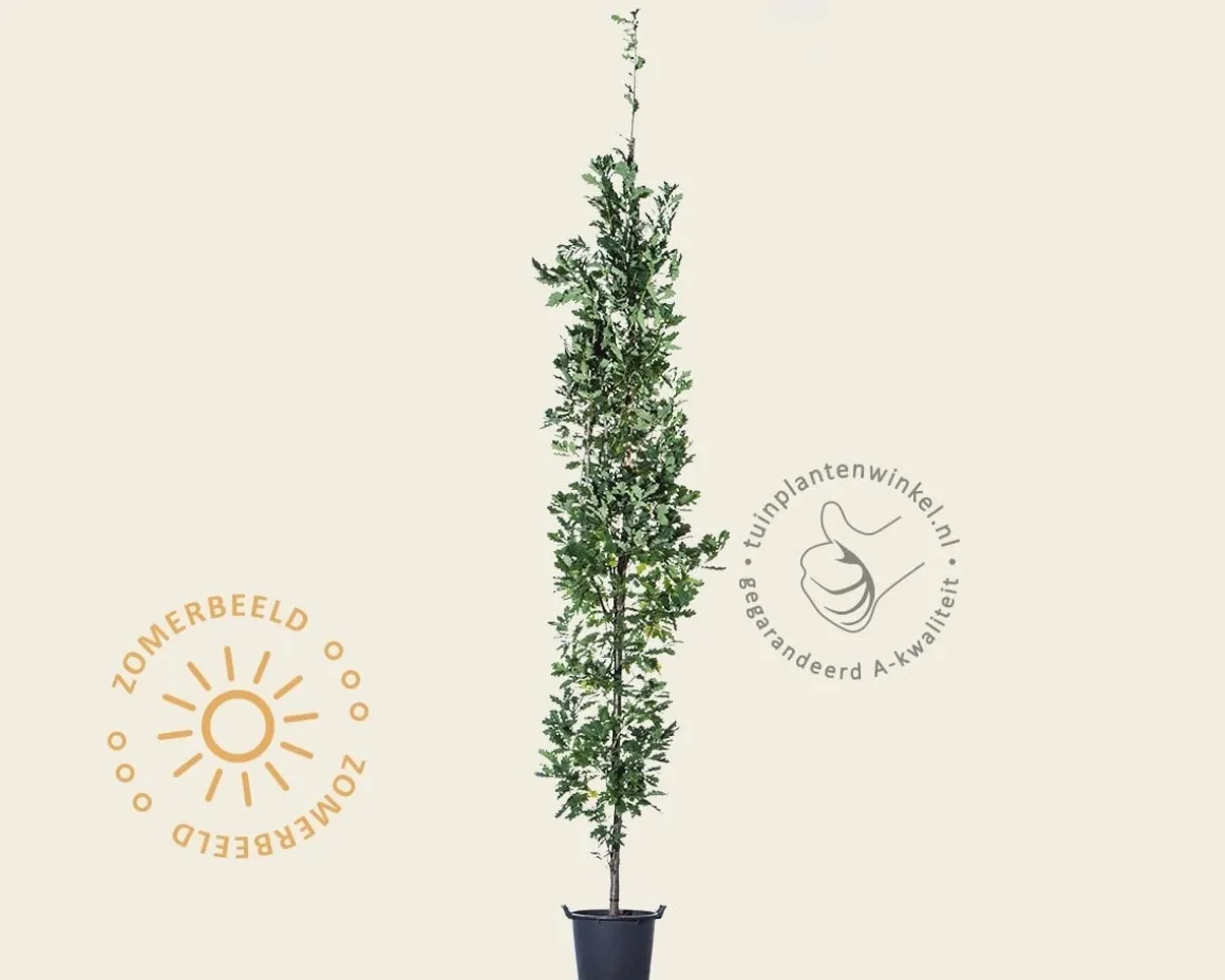 Quercus robur 'Fastigiata Koster'