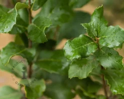 Quercus suber - meerstammig