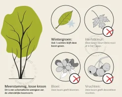 Quercus suber - meerstammig