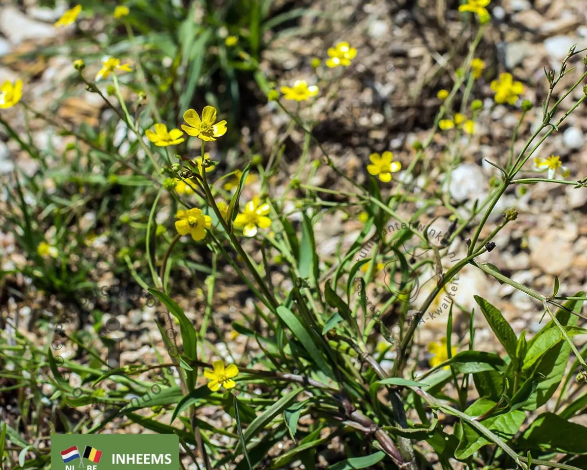 Ranunculus flammula