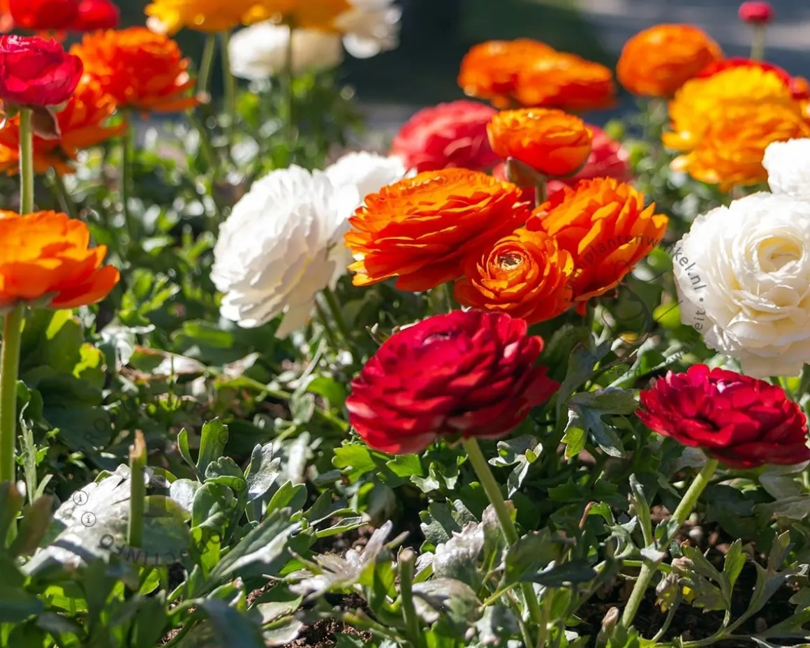 Ranunculus Mix