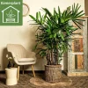 Rhapis excelsa