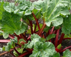 Rheum rhabarbarum ‘Frambozenrood’
