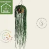 Rhipsalis paradoxa